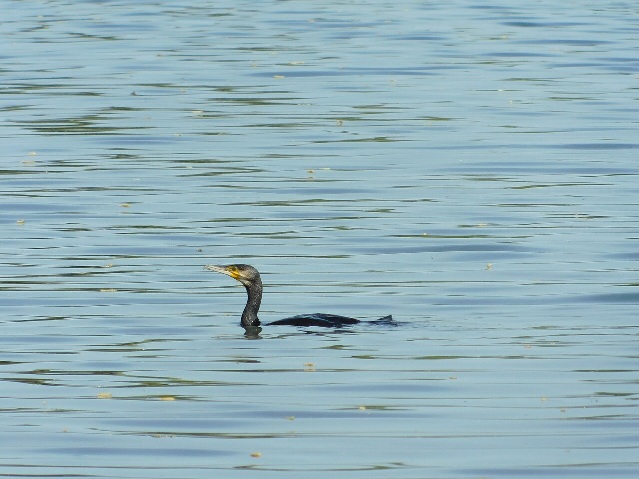 Kormoran