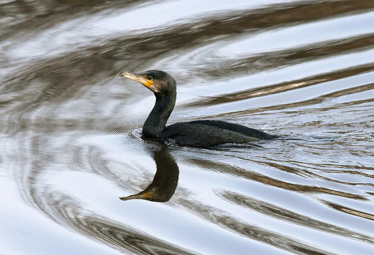 Kormoran