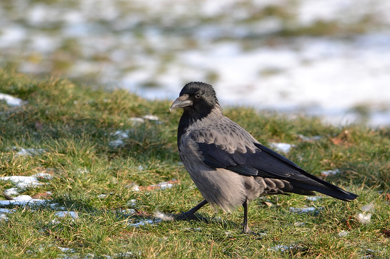 Nebelkrähe