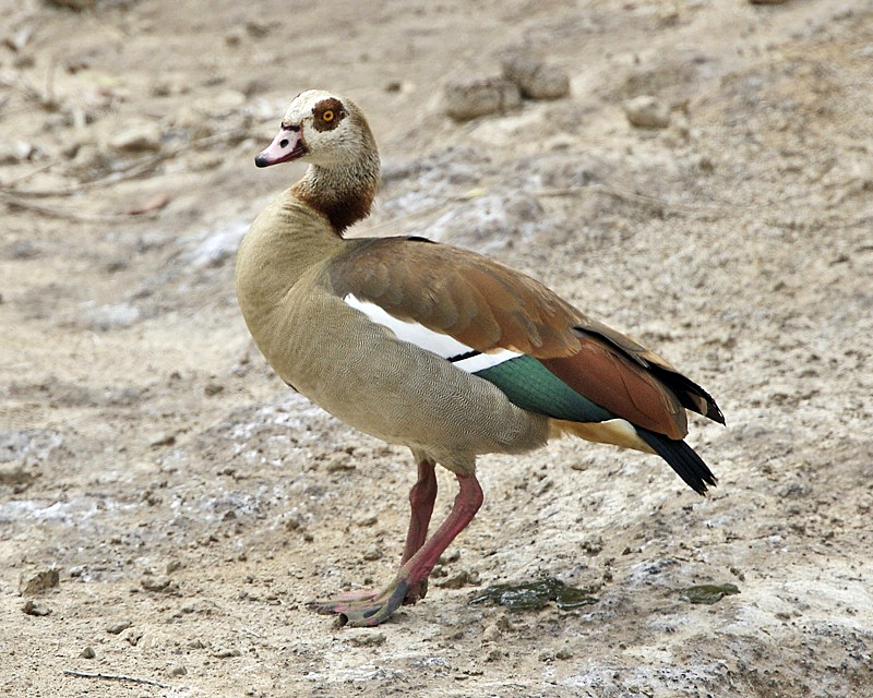 Nilgans