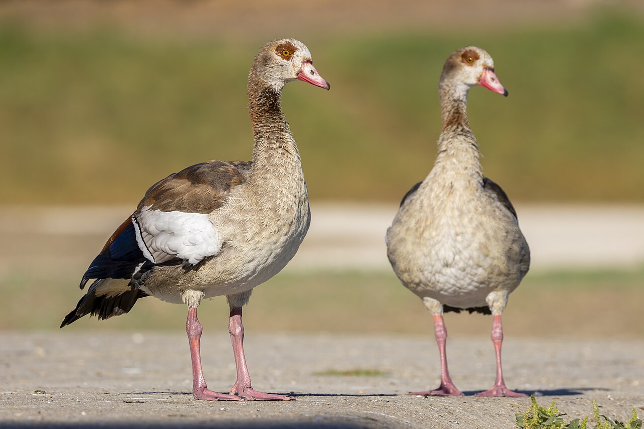Nilgans