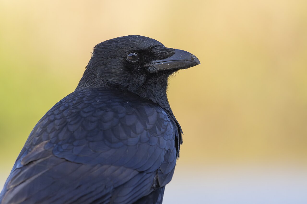 Rabenkrähe