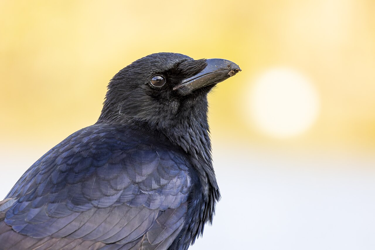 Rabenkrähe
