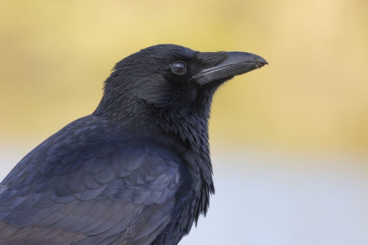 Rabenkrähe