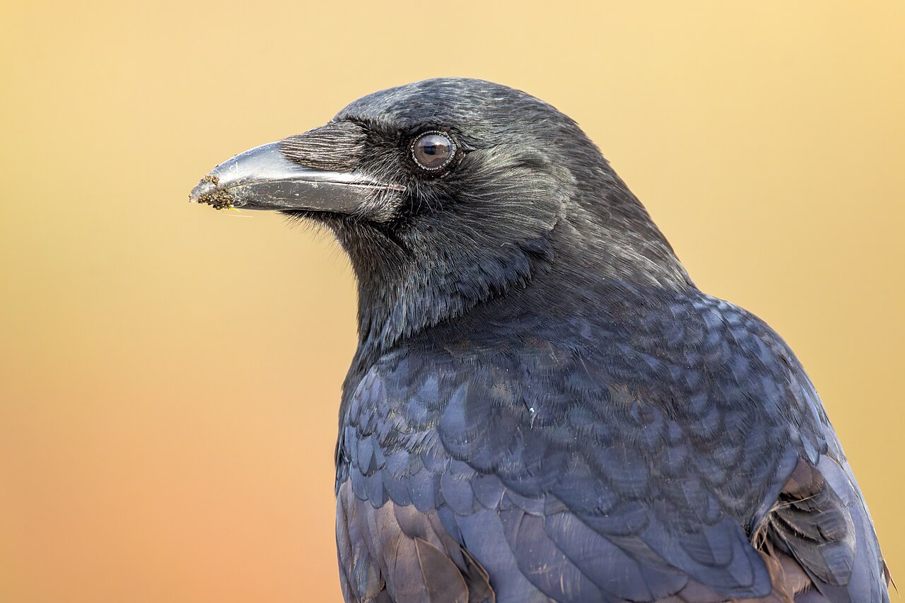 Rabenkrähe