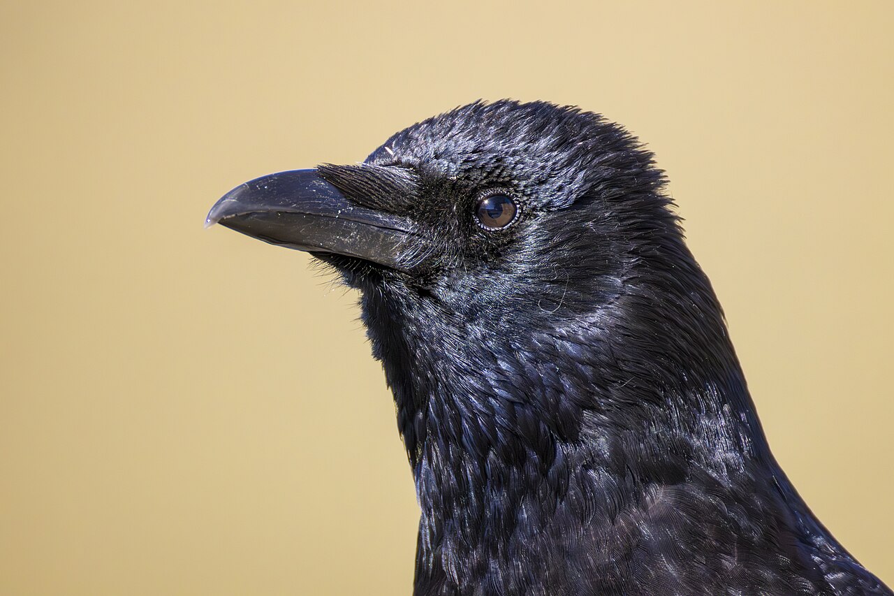 Rabenkrähe