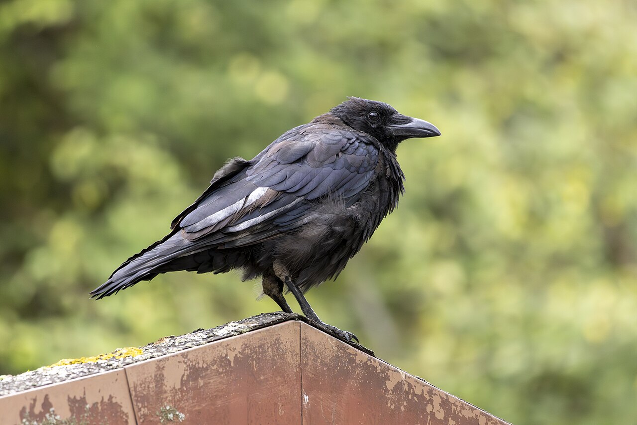 Rabenkrähe
