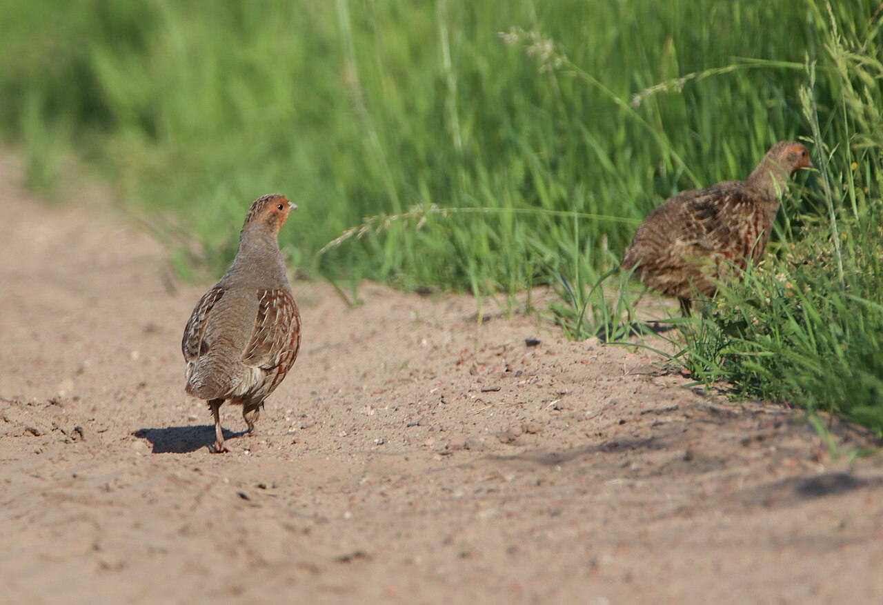 Rebhuhn