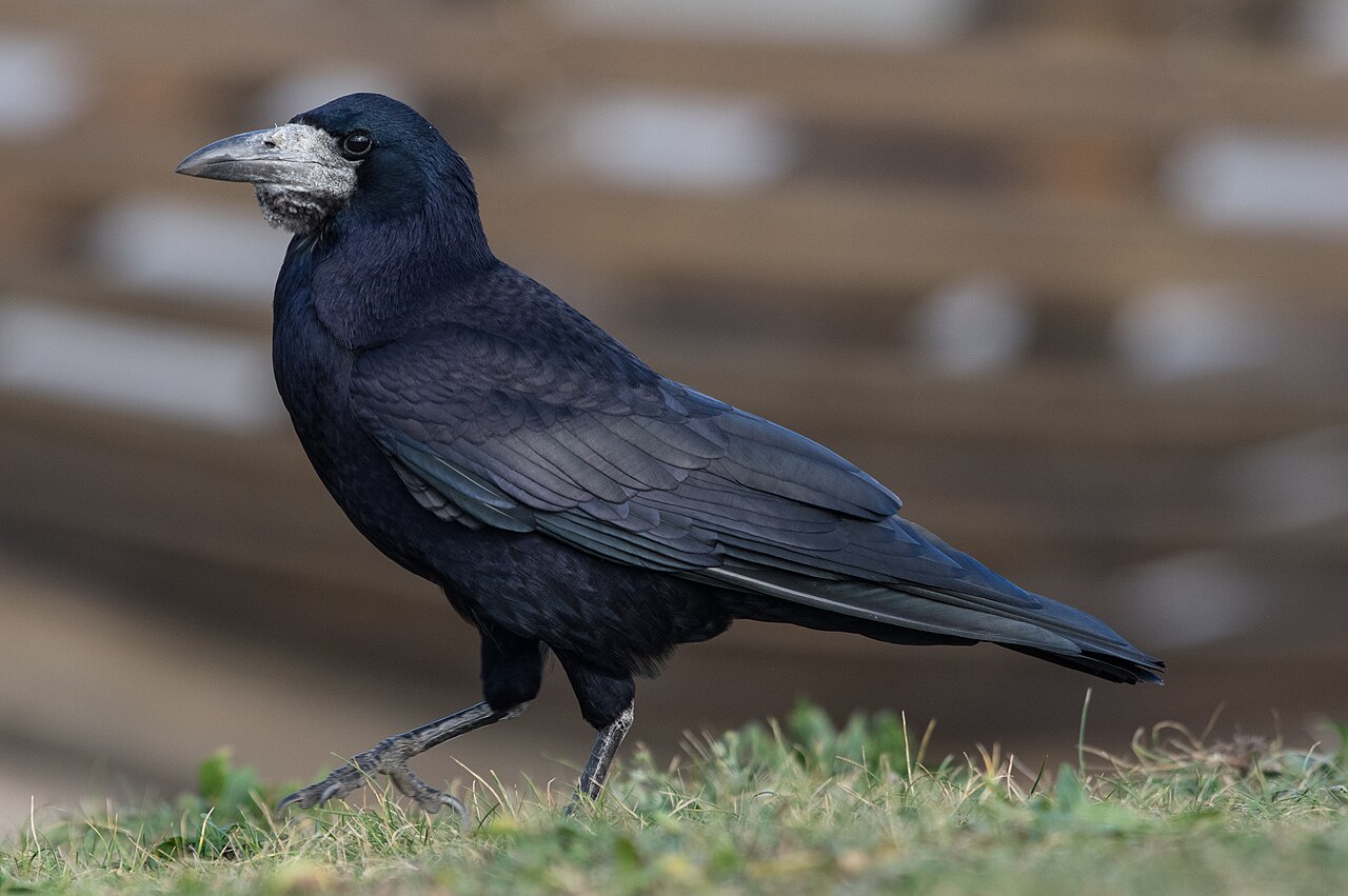Saatkrähe Foto