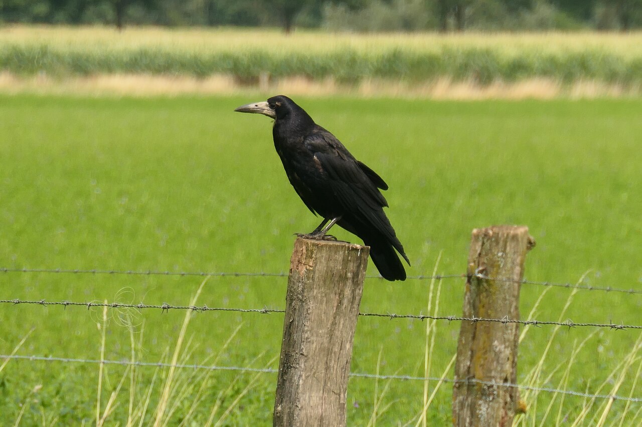 Saatkrähe