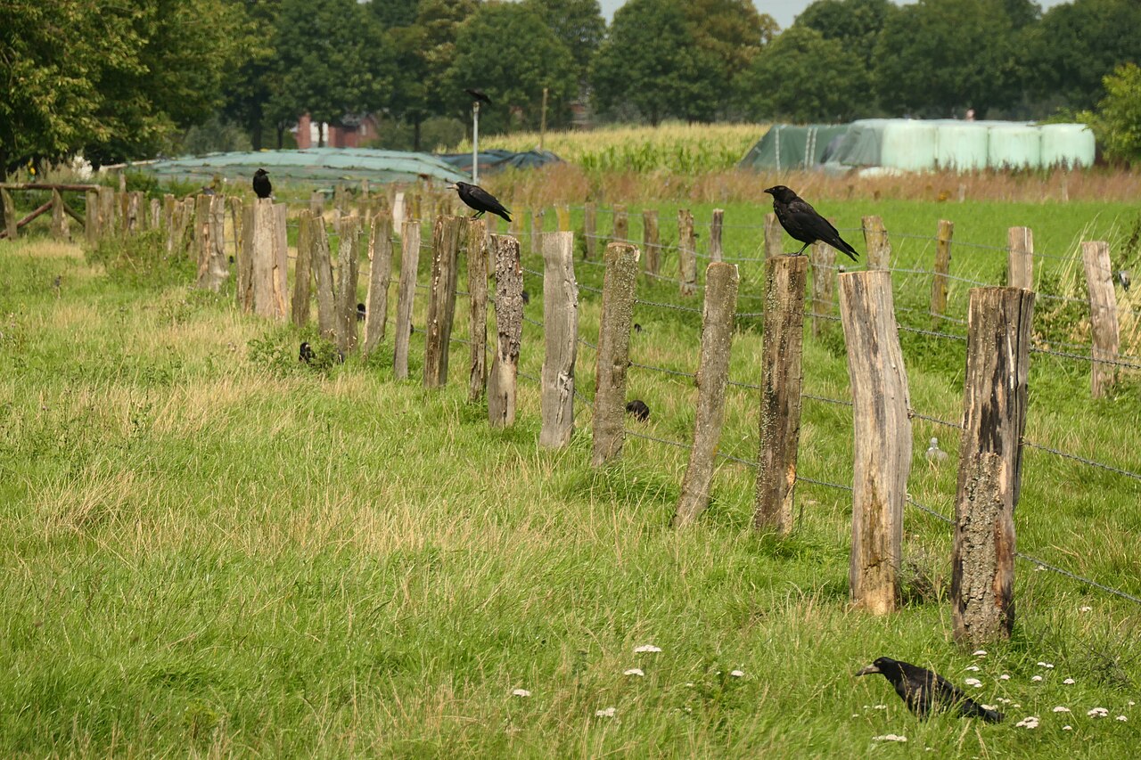 Saatkrähe