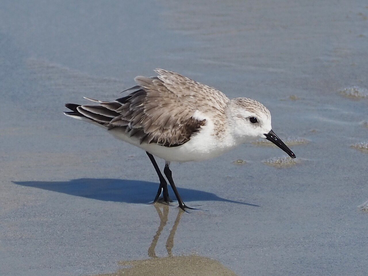 Sanderling