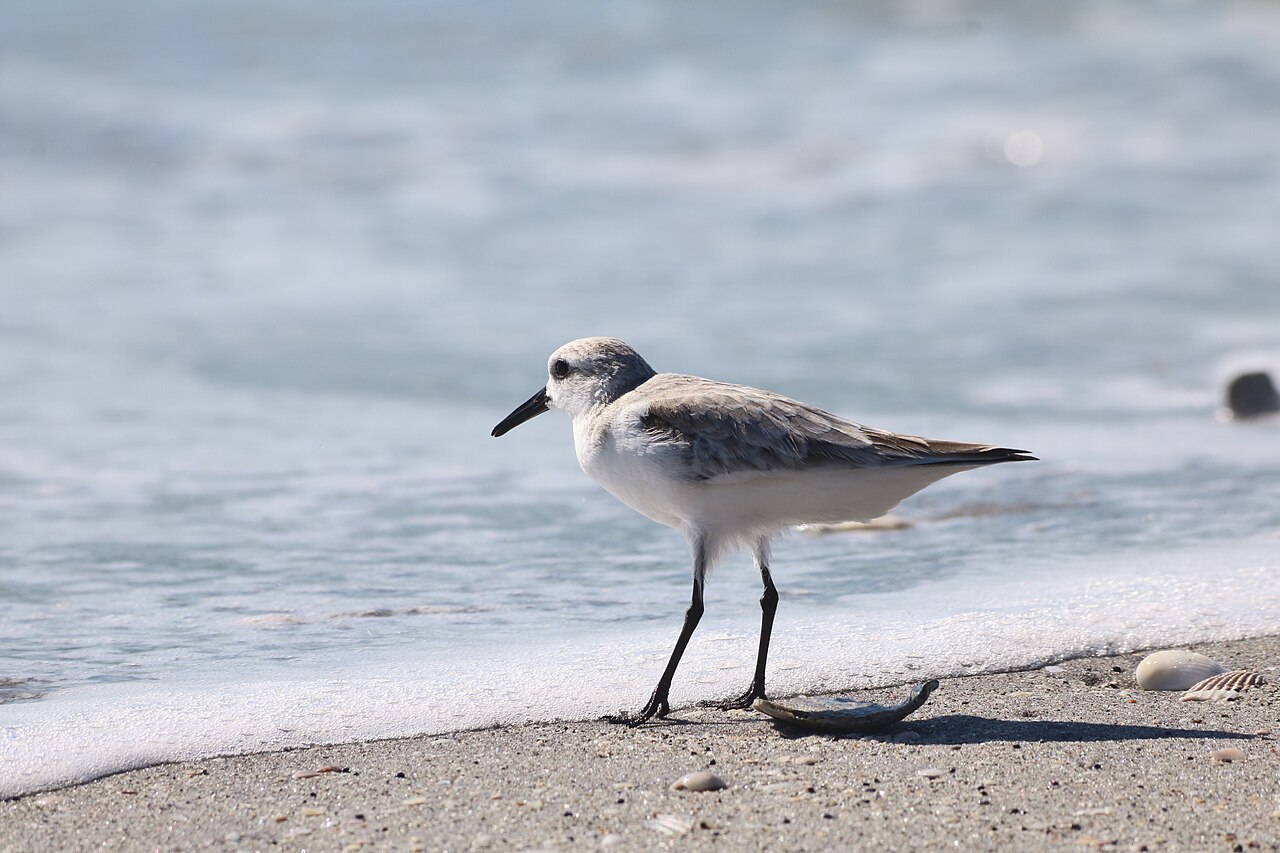 Sanderling