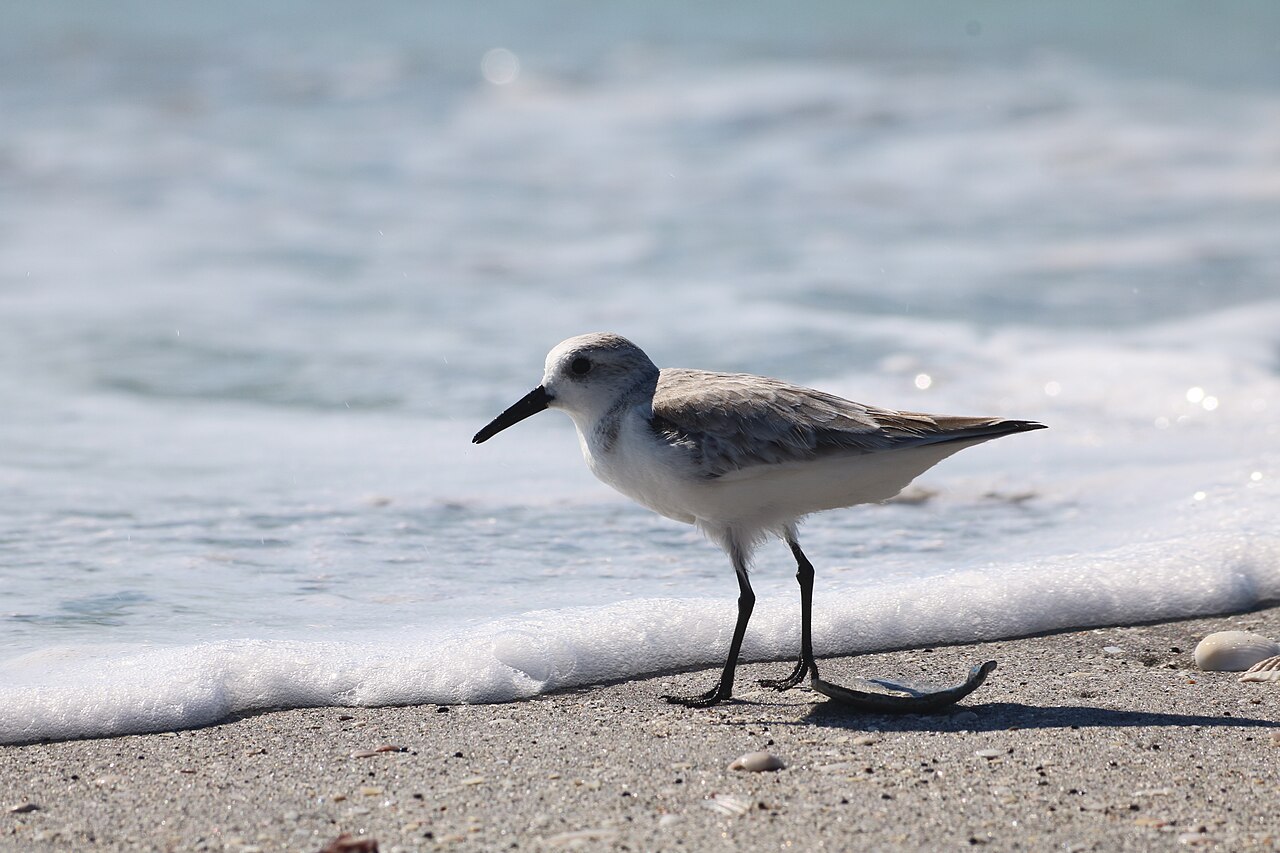 Sanderling