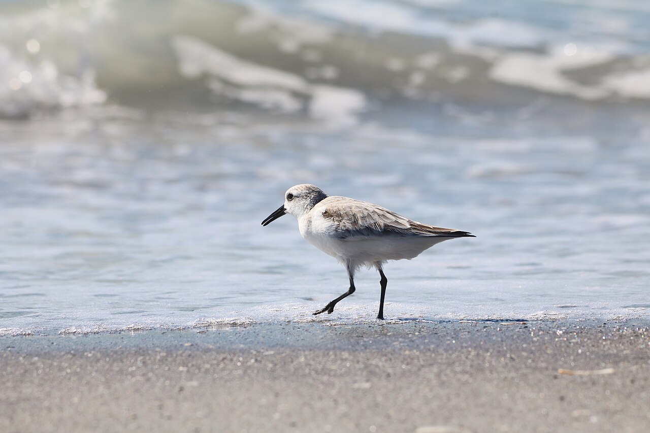 Sanderling