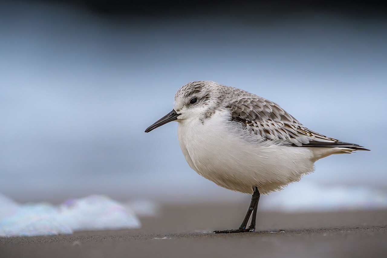 Sanderling