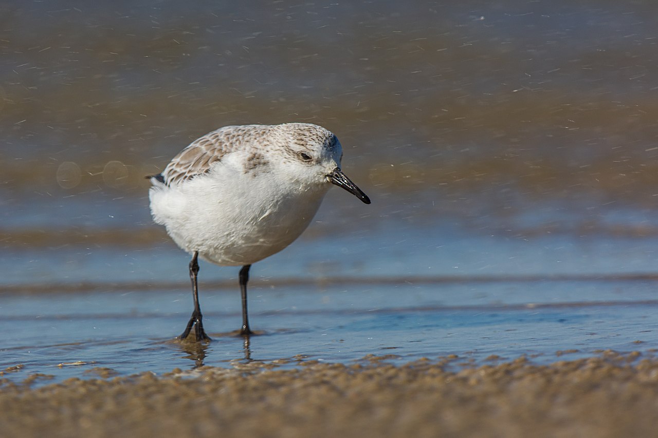 Sanderling