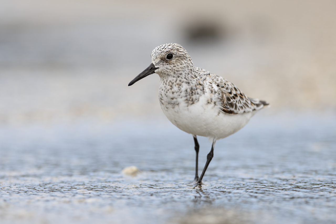 Sanderling