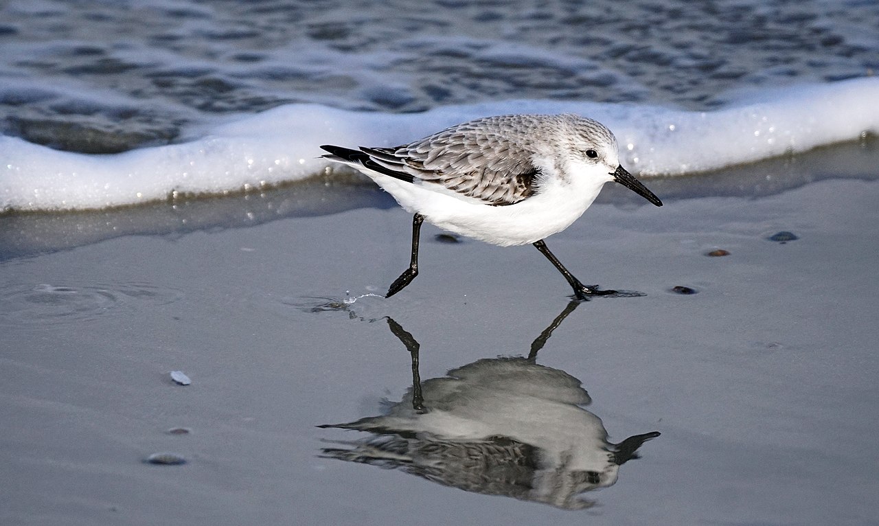 Sanderling