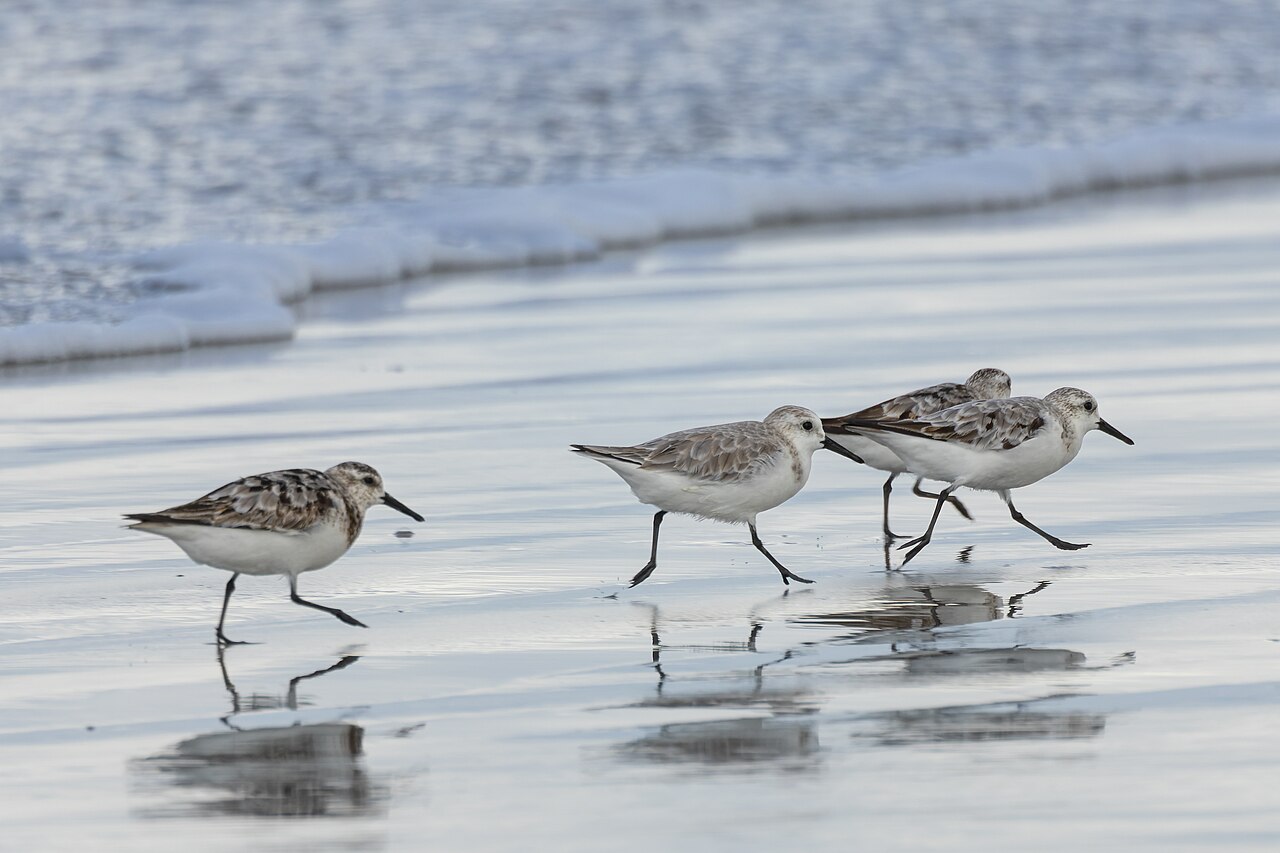 Sanderling