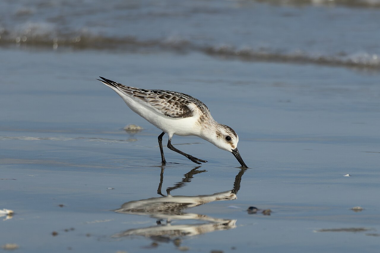 Sanderling