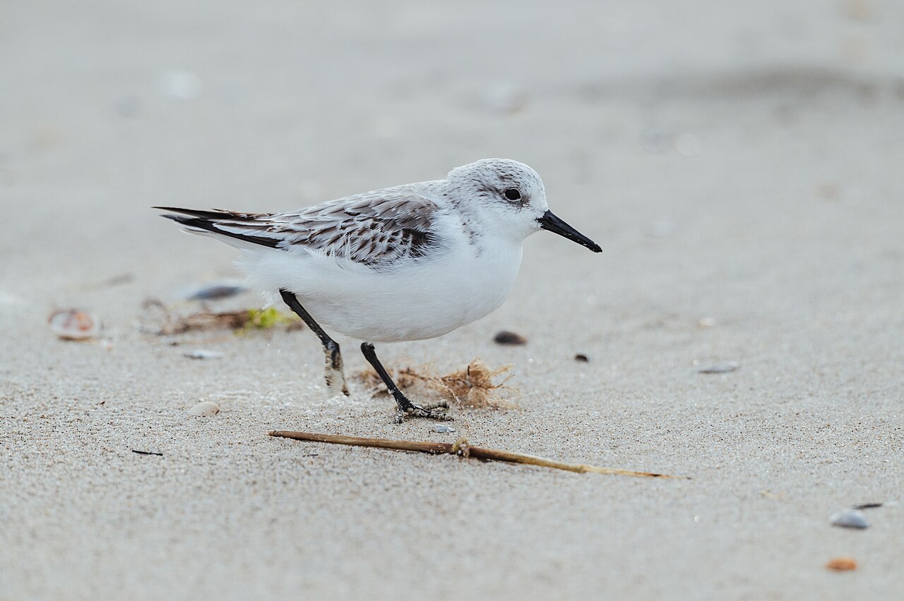 Sanderling