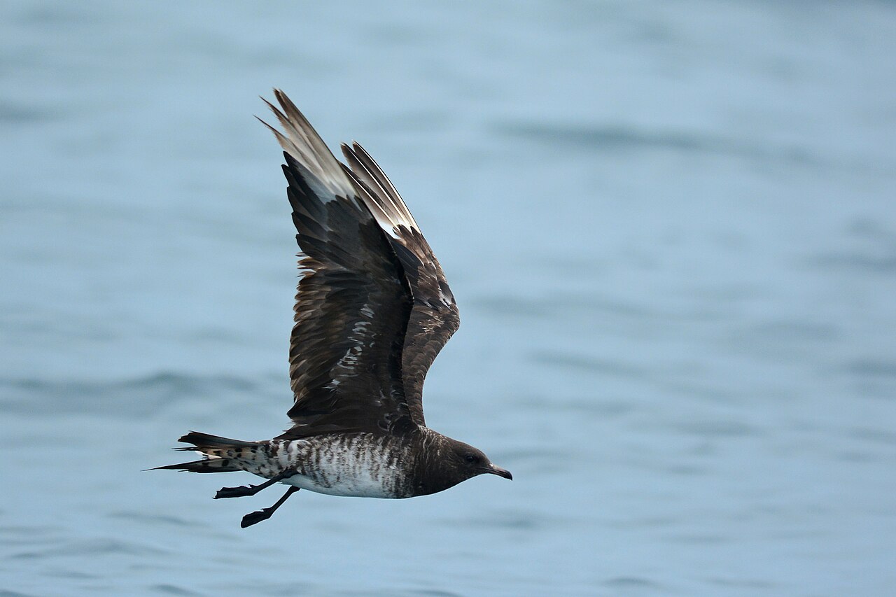 Schmarotzerraubmöwe