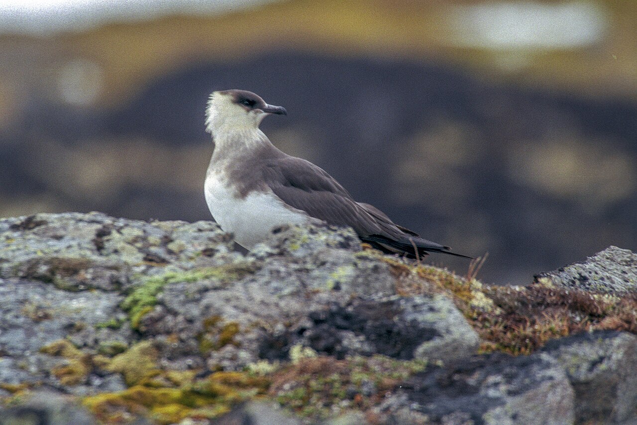 Schmarotzerraubmöwe