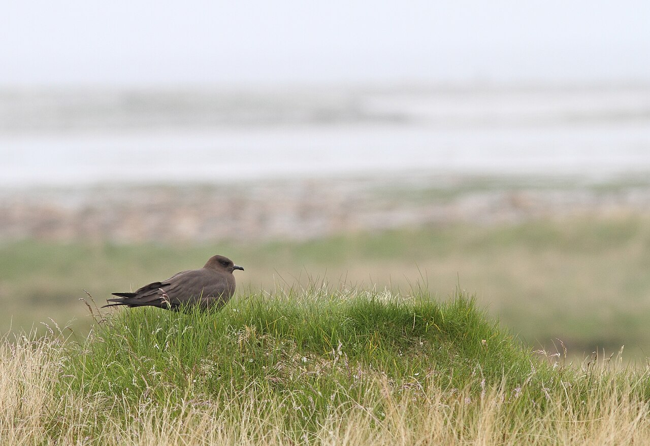 Schmarotzerraubmöwe