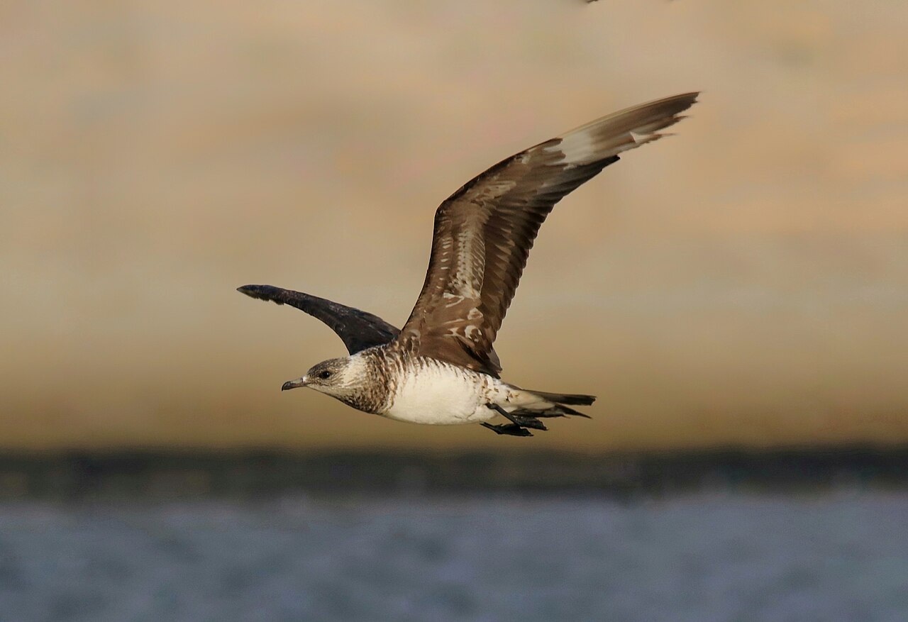 Schmarotzerraubmöwe