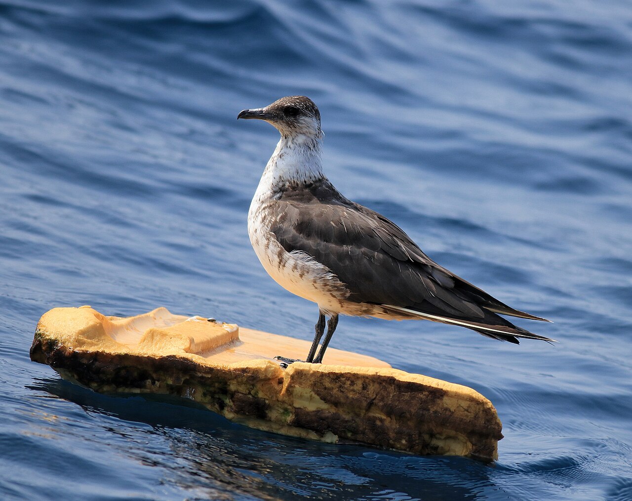 Schmarotzerraubmöwe