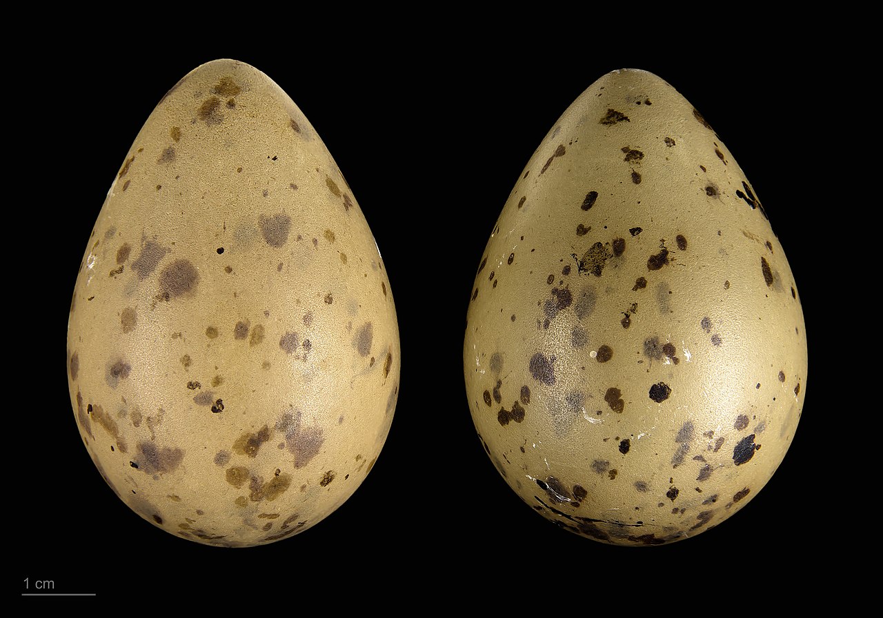 Schmarotzerraubmöwe