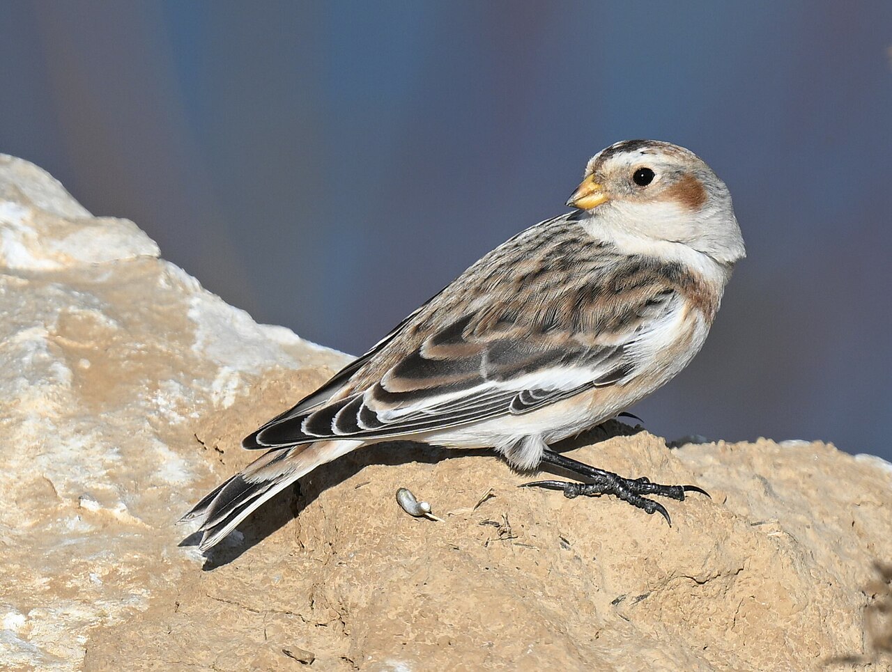Schneeammer