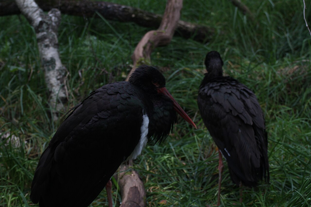 Schwarzstorch