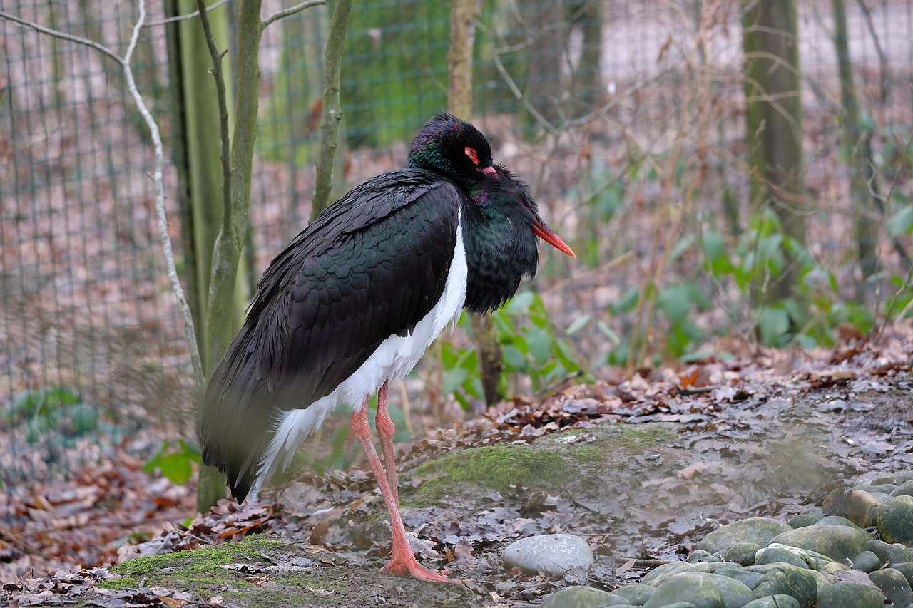 Schwarzstorch