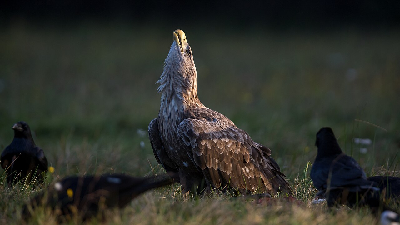 Seeadler
