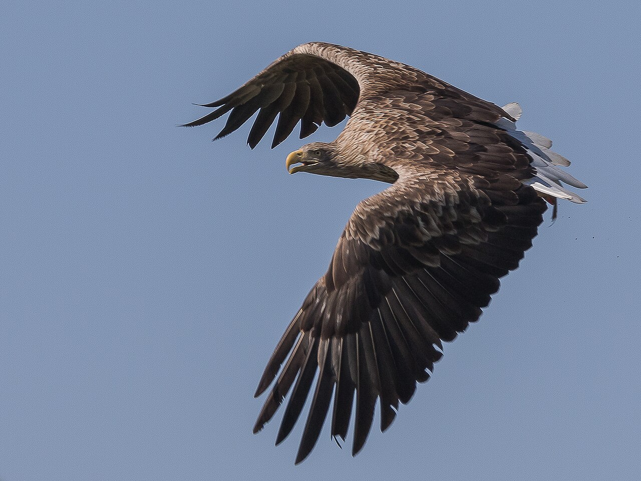 Seeadler
