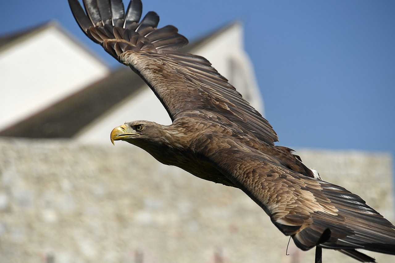Seeadler