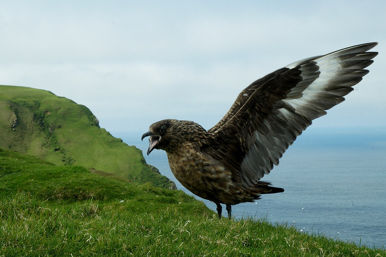 Skua