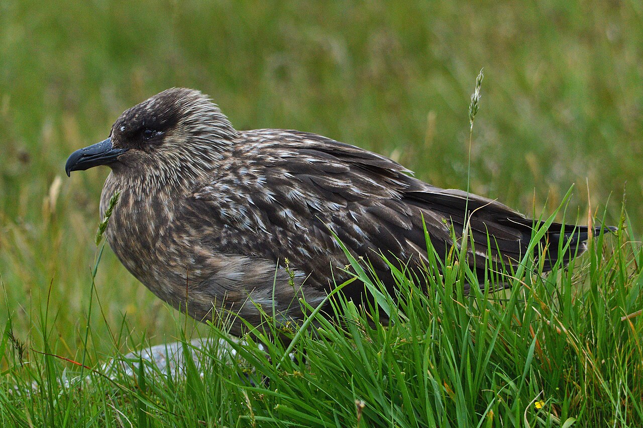 Skua