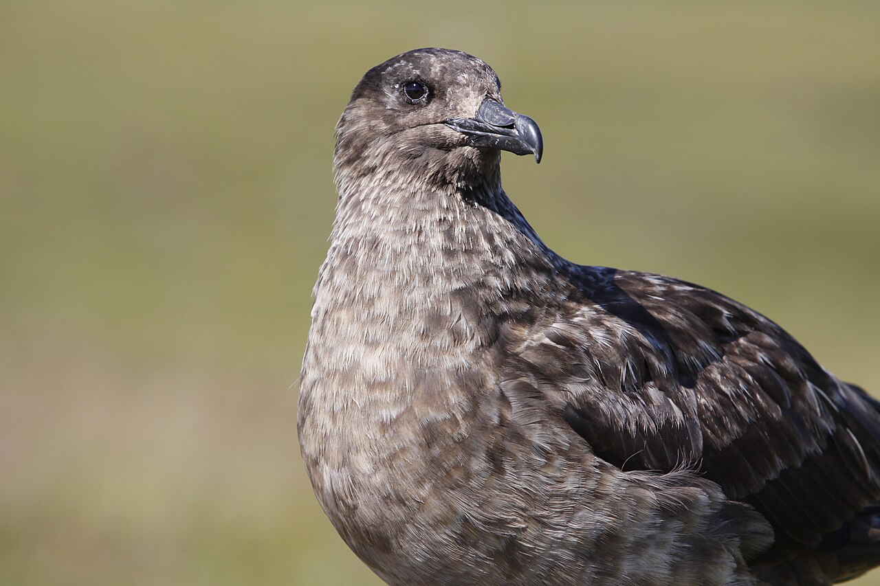 Skua