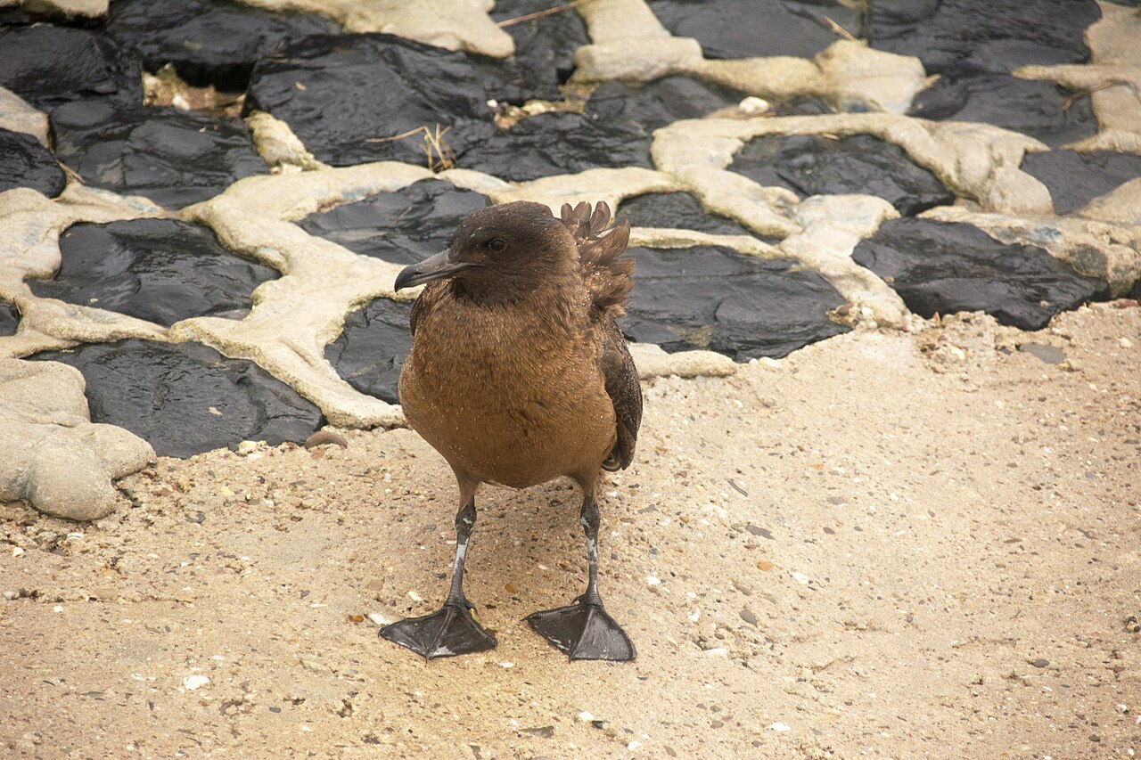 Skua
