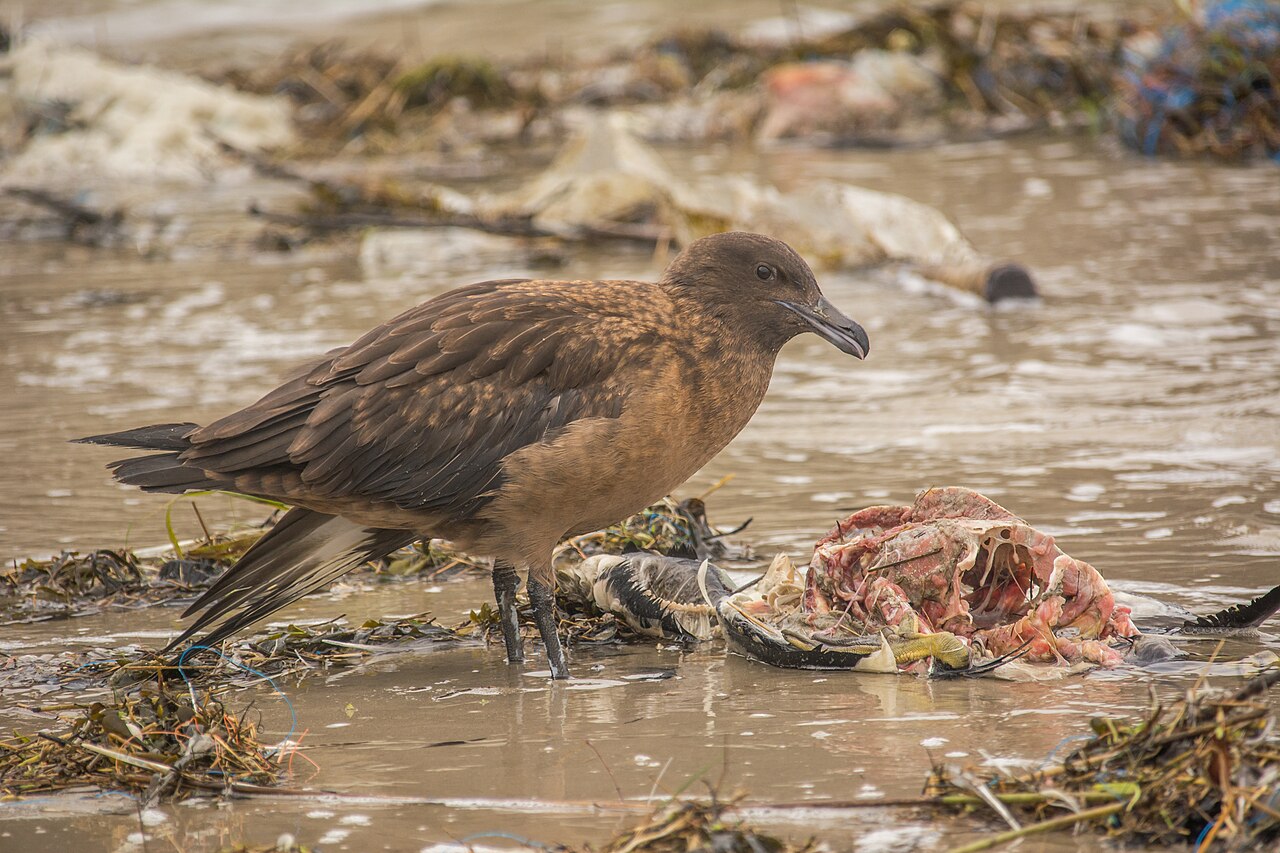 Skua