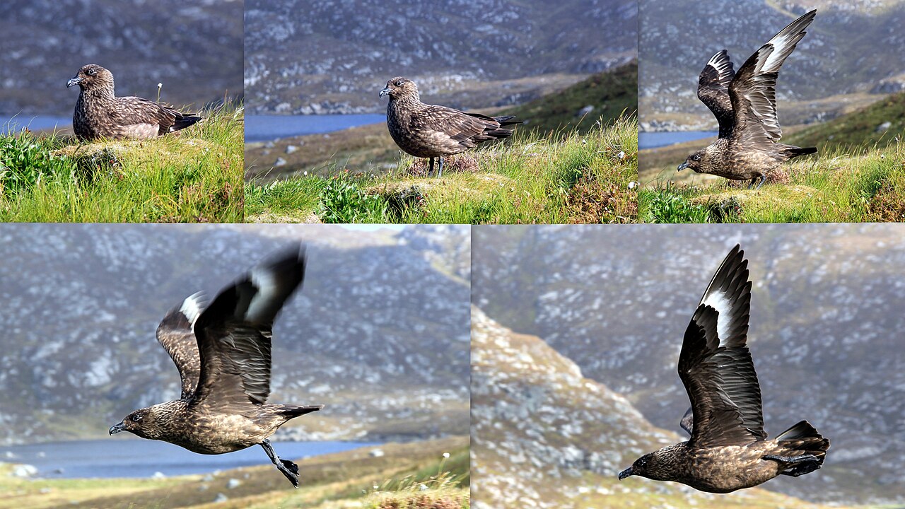 Skua