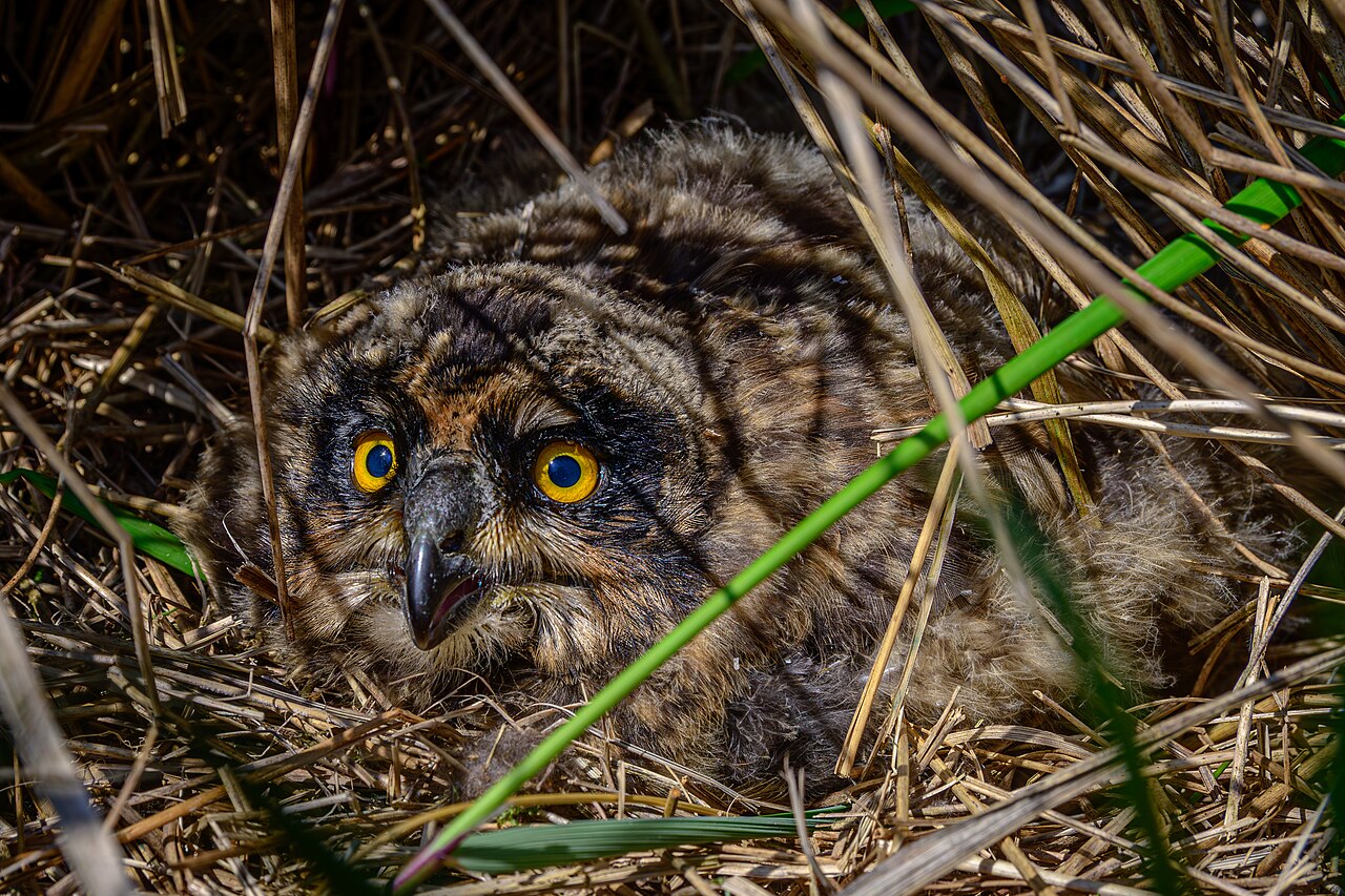 Sumpfohreule