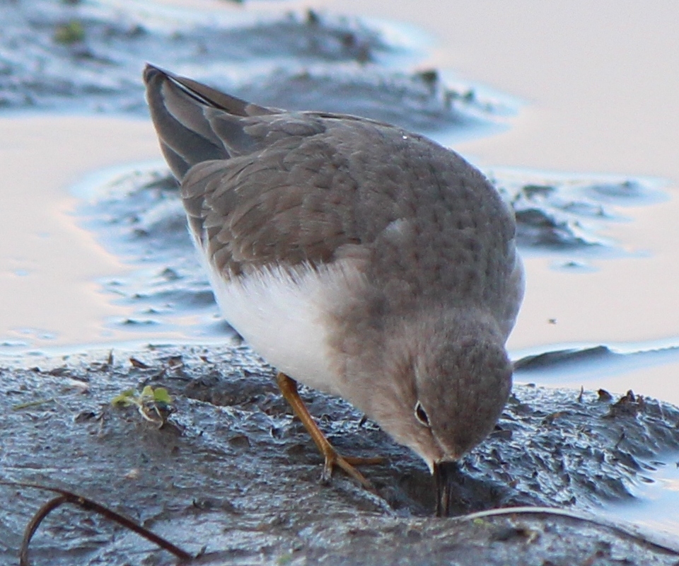Temminckstrandläufer