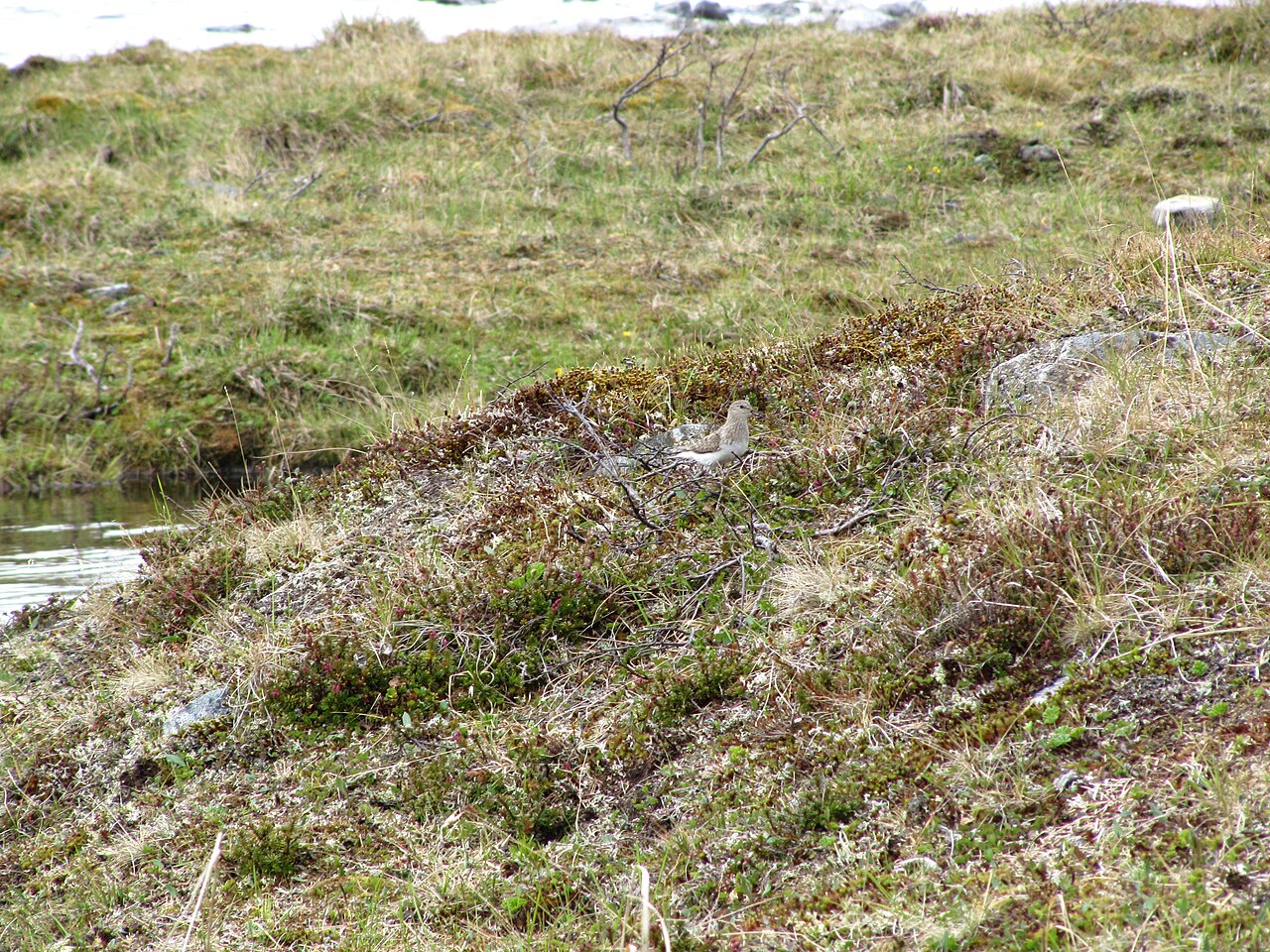 Temminckstrandläufer