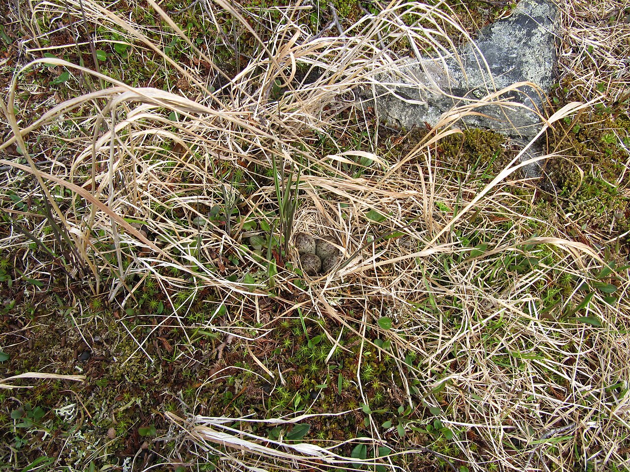 Temminckstrandläufer