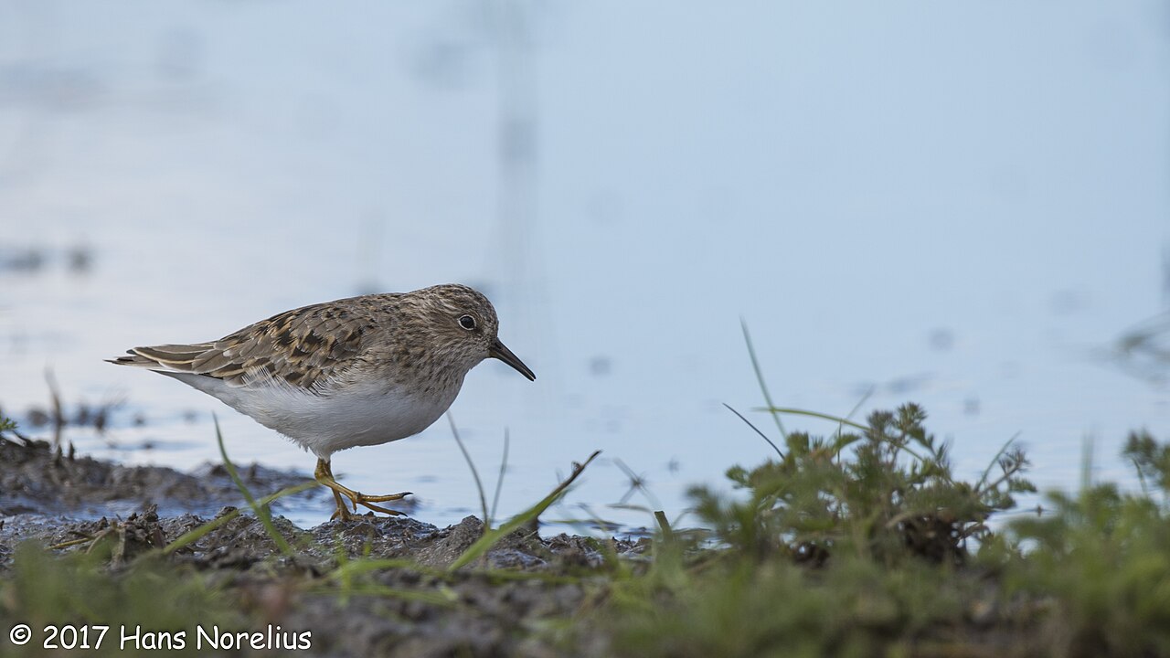 Temminckstrandläufer