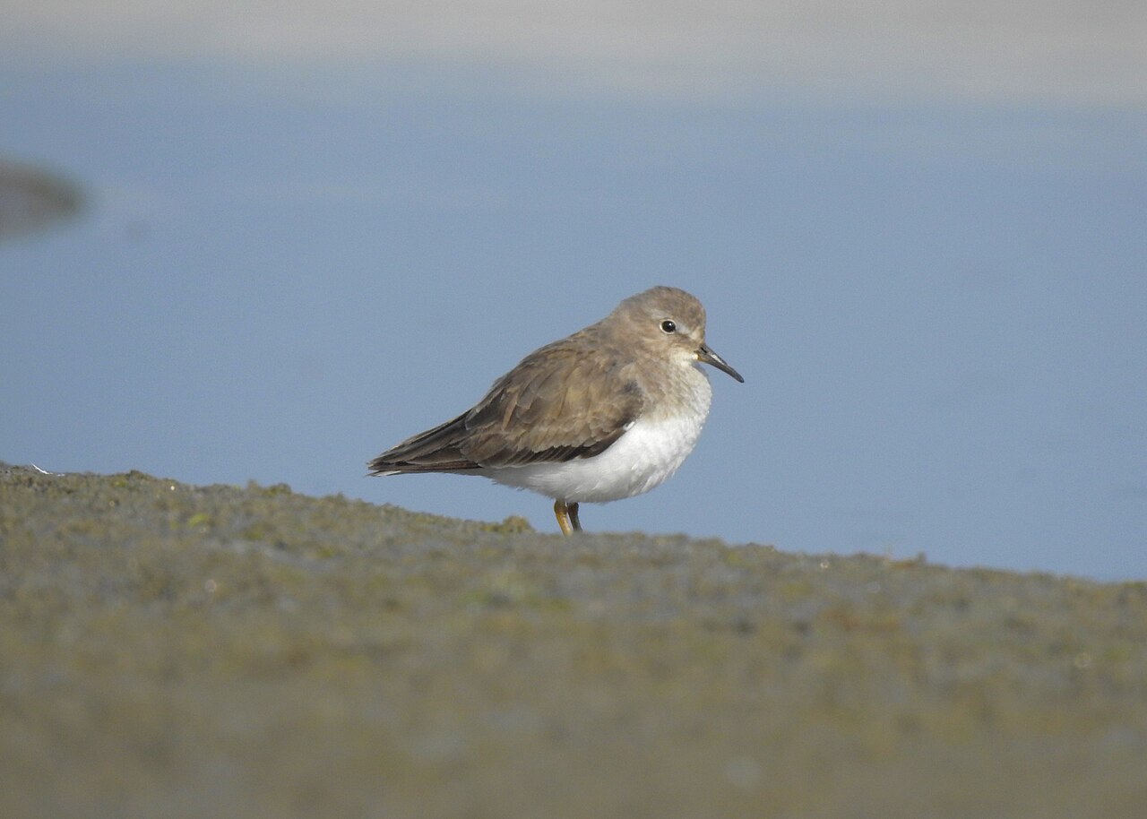Temminckstrandläufer